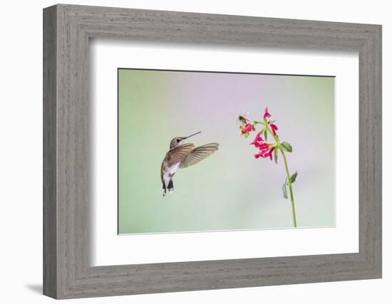 Jeff Davis County, Texas. Black Chinned Hummingbird on Penstemon-Larry Ditto-Framed Photographic Print