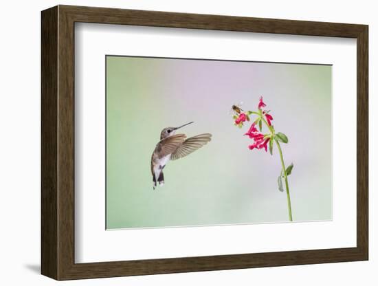 Jeff Davis County, Texas. Black Chinned Hummingbird on Penstemon-Larry Ditto-Framed Photographic Print