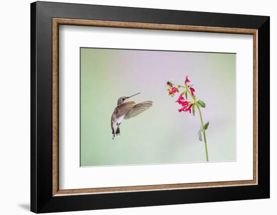 Jeff Davis County, Texas. Black Chinned Hummingbird on Penstemon-Larry Ditto-Framed Photographic Print