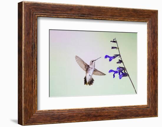 Jeff Davis County, Texas. Black Chinned Hummingbird on Penstemon-Larry Ditto-Framed Photographic Print