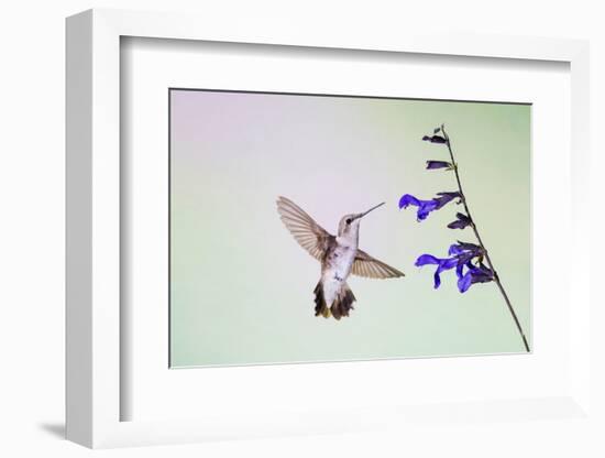 Jeff Davis County, Texas. Black Chinned Hummingbird on Penstemon-Larry Ditto-Framed Photographic Print