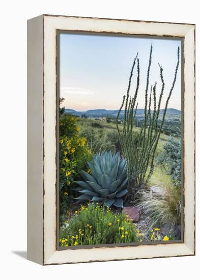 Jeff Davis County, Texas. Davis Mountains and Desert Vegetation-Larry Ditto-Framed Premier Image Canvas