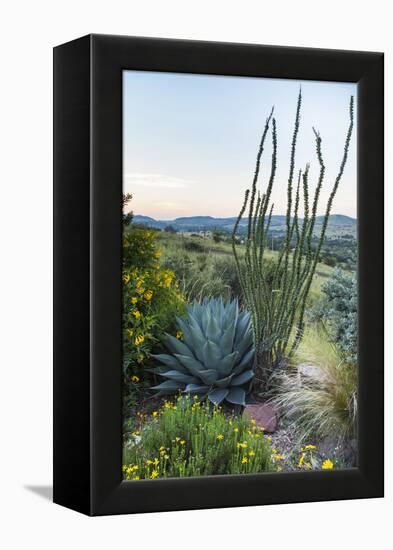 Jeff Davis County, Texas. Davis Mountains and Desert Vegetation-Larry Ditto-Framed Premier Image Canvas