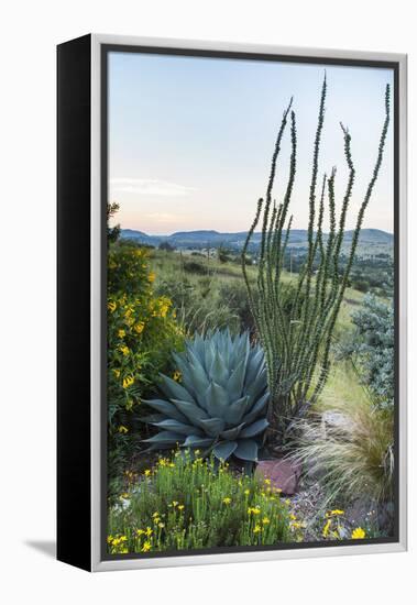 Jeff Davis County, Texas. Davis Mountains and Desert Vegetation-Larry Ditto-Framed Premier Image Canvas