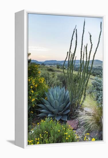 Jeff Davis County, Texas. Davis Mountains and Desert Vegetation-Larry Ditto-Framed Premier Image Canvas