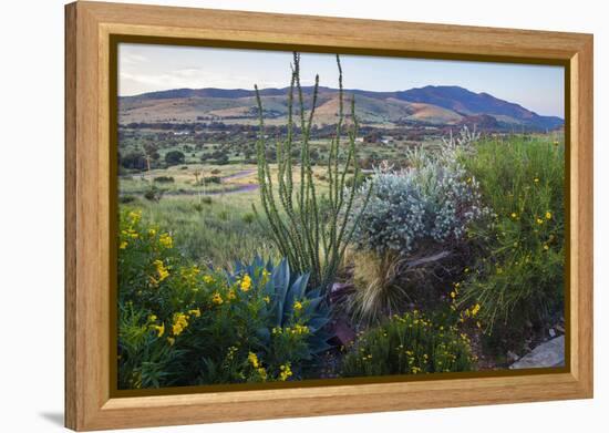 Jeff Davis County, Texas. Davis Mountains and Desert Vegetation-Larry Ditto-Framed Premier Image Canvas