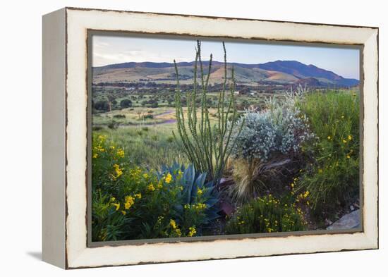 Jeff Davis County, Texas. Davis Mountains and Desert Vegetation-Larry Ditto-Framed Premier Image Canvas