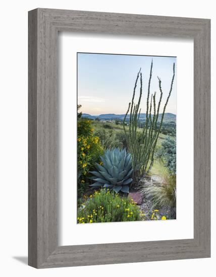 Jeff Davis County, Texas. Davis Mountains and Desert Vegetation-Larry Ditto-Framed Photographic Print