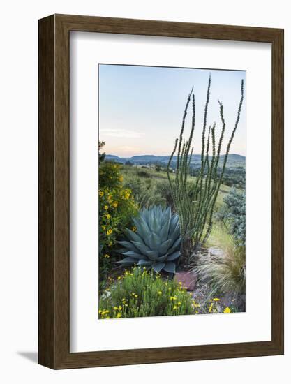 Jeff Davis County, Texas. Davis Mountains and Desert Vegetation-Larry Ditto-Framed Photographic Print