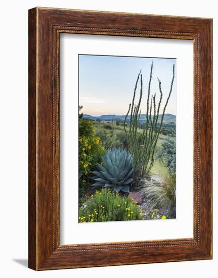 Jeff Davis County, Texas. Davis Mountains and Desert Vegetation-Larry Ditto-Framed Photographic Print