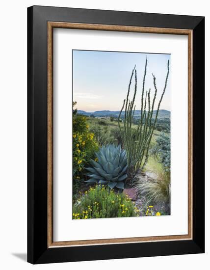 Jeff Davis County, Texas. Davis Mountains and Desert Vegetation-Larry Ditto-Framed Photographic Print