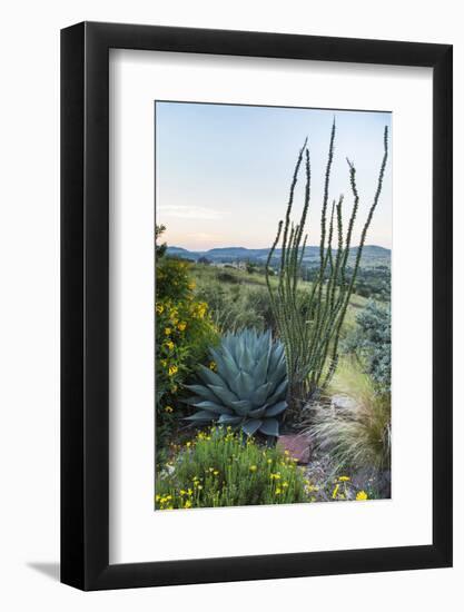 Jeff Davis County, Texas. Davis Mountains and Desert Vegetation-Larry Ditto-Framed Photographic Print