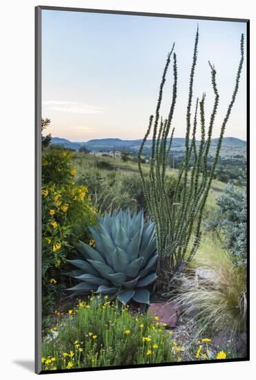 Jeff Davis County, Texas. Davis Mountains and Desert Vegetation-Larry Ditto-Mounted Photographic Print