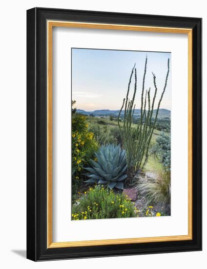 Jeff Davis County, Texas. Davis Mountains and Desert Vegetation-Larry Ditto-Framed Photographic Print