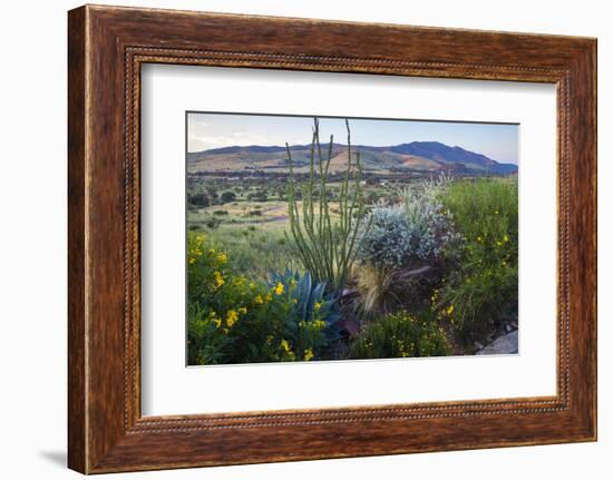 Jeff Davis County, Texas. Davis Mountains and Desert Vegetation-Larry Ditto-Framed Photographic Print