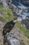 Andean condor adult male, Nirihuao Canyon, Coyhaique, Patagonia, Chile.-Jeff Foott-Photographic Print