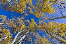 Aspen trees against blue sky in autumn, Grand Staircase-Escalante National Monument, Utah, USA-Jeff Foott-Photographic Print