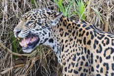 Jaguar female, smelling scent marking of male. Cuiaba River, Pantanal, Brazil-Jeff Foott-Photographic Print