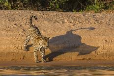 Jaguar on river bank, Cuiaba River, Pantanal Matogrossense National Park, Pantanal, Brazil-Jeff Foott-Photographic Print