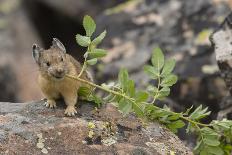 Pika bringing vegetation to Hay pile, in Bridger National Forest, Wyoming, USA, July-Jeff Foott-Photographic Print