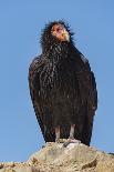 Wild California condor in flight, with wing tag and transmitter, Baja, Mexico-Jeff Foott-Photographic Print