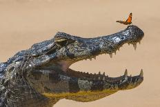 Yacare caiman (Caiman yacare) with butterfly on snout, Cuiaba River, Pantanal, Brazil-Jeff Foott-Photographic Print