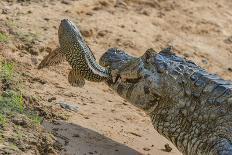 Jaguar female, smelling scent marking of male. Cuiaba River, Pantanal, Brazil-Jeff Foott-Photographic Print