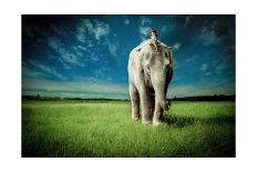 Elephant Follow Me-Jeff Madison-Premium Giclee Print