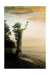 Where the Trees Stand-Jeff Madison-Mounted Art Print