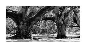 Majestic Oaks II-Jeff Maihara-Giclee Print