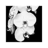 Orchid Portrait I-Jeff Maihara-Giclee Print