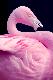 Premium Photographic Print