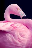 Chilean Flamingo Portrait-Jeff McGraw-Framed Premier Image Canvas