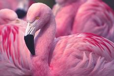 Chilean Flamingo Portrait-Jeff McGraw-Premier Image Canvas