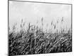 Premium Photographic Print