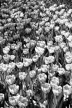 Single Open Tulip-Jeff Pica-Photographic Print
