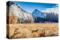 Stretched Canvas Print