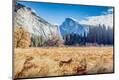 Premium Photographic Print