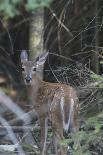 Deer-Jeff Rasche-Photographic Print