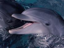 Bottlenose Dolphin (Tursiops Truncatus) Red Sea, Egypt-Jeff Rotman-Photographic Print
