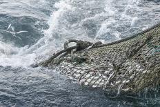 Hauling in Dragger Net Filled with Haddock (Melanogrammus Aeglefinus)-Jeff Rotman-Photographic Print