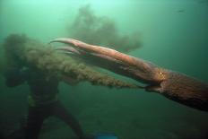 Bottlenose Dolphin (Tursiops Truncatus) Red Sea, Egypt-Jeff Rotman-Photographic Print