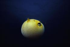Guineafowl Pufferfish Inflated At Night (Arothron Meleagris) Galapagos, Pacific-Jeff Rotman-Photographic Print