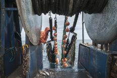 Hauling in Dragger Net Filled with Haddock (Melanogrammus Aeglefinus)-Jeff Rotman-Photographic Print