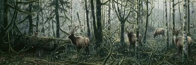 Forest Twilight-Jeff Tift-Giclee Print