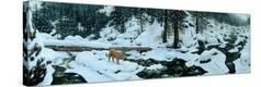 Stretched Canvas Print