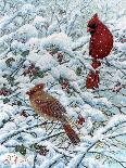 Winter Cardinal Painting-Jeff Tift-Giclee Print
