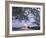 Jefferson Memorial and Cherry Blossoms at Sunrise, Tidal Basin, Washington Dc, Usa-Scott T. Smith-Framed Premium Photographic Print