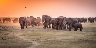 Amboseli Morning Stroll to Starbucks-Jeffrey C. Sink-Photographic Print