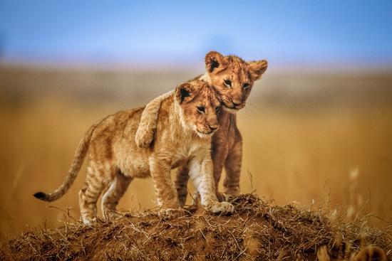 Photographic Print, , large